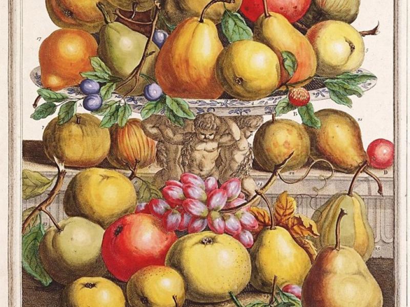 The Twelve Months of Fruits, December, 1732, Robert Furber, England