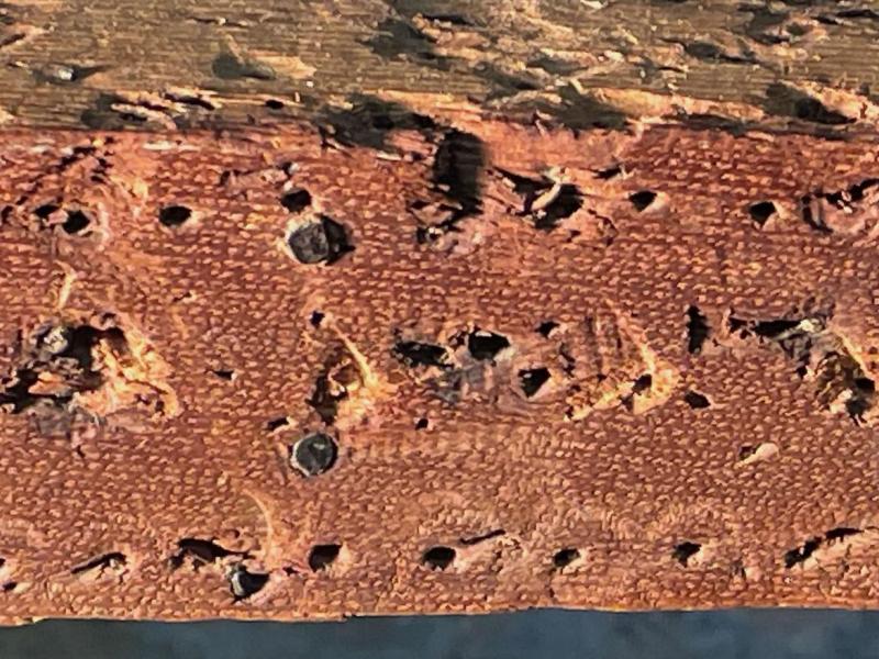 Tack-hole evidence from the front rail.