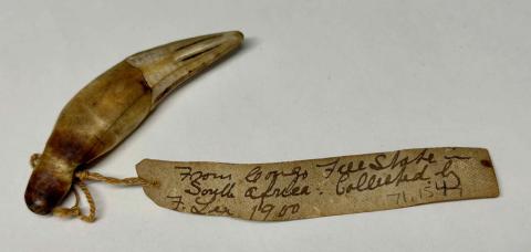 2017.83 leopard's tooth