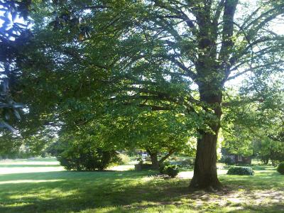 Corbit-Sharp House’s Colonial Revival Garden