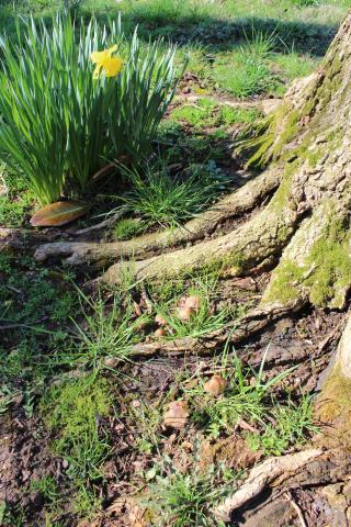 Gardens & Grounds