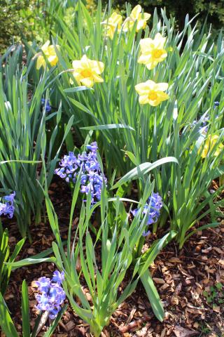 Gardens & Grounds