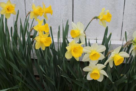 2019 Easter Egg Hunt