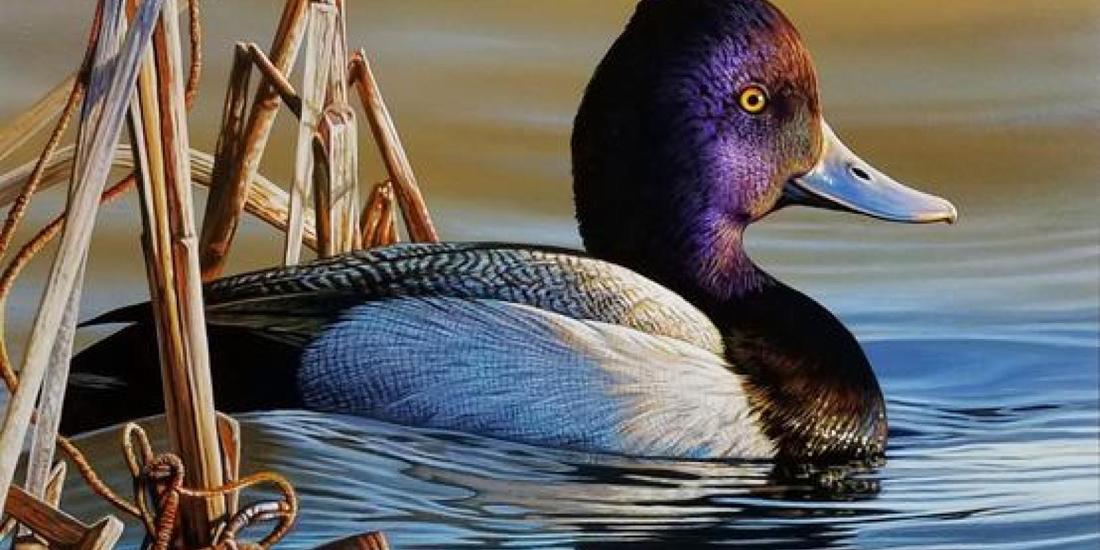 Exhibit: THE WONDERS OF WILDLIFE: Paintings & Prints by Richard